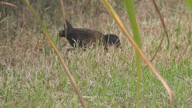 grynterikse - ML644613439