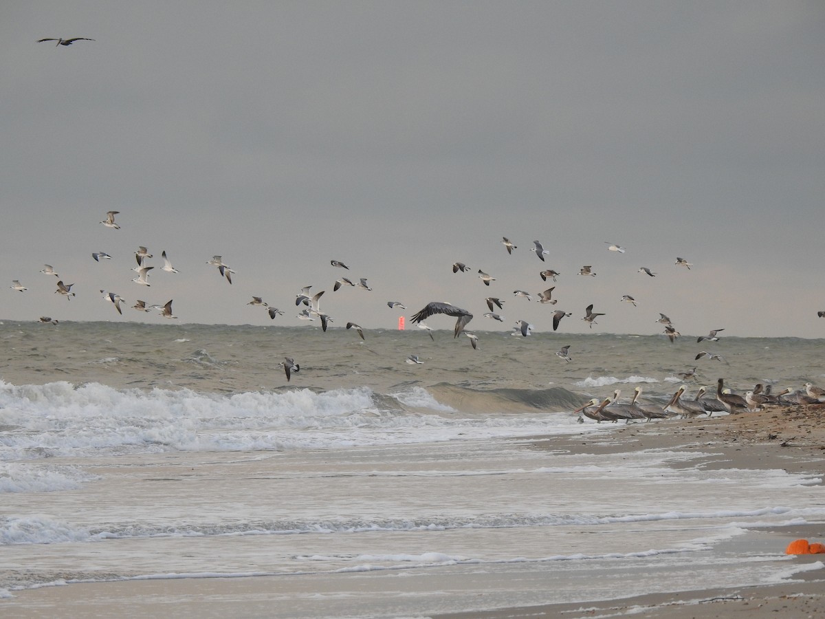 Laughing Gull - ML644613441