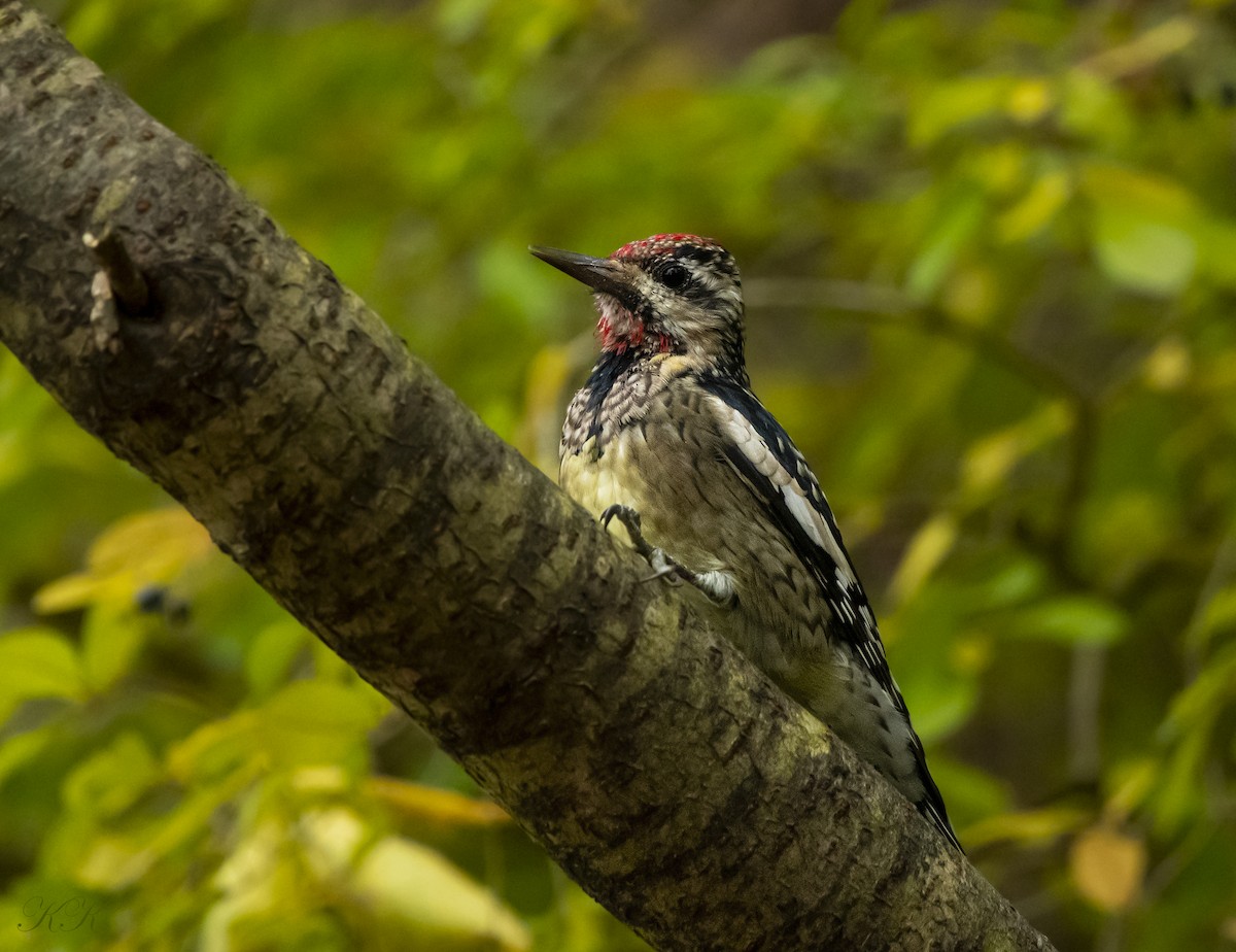 Дятел-смоктун жовточеревий - ML644613450