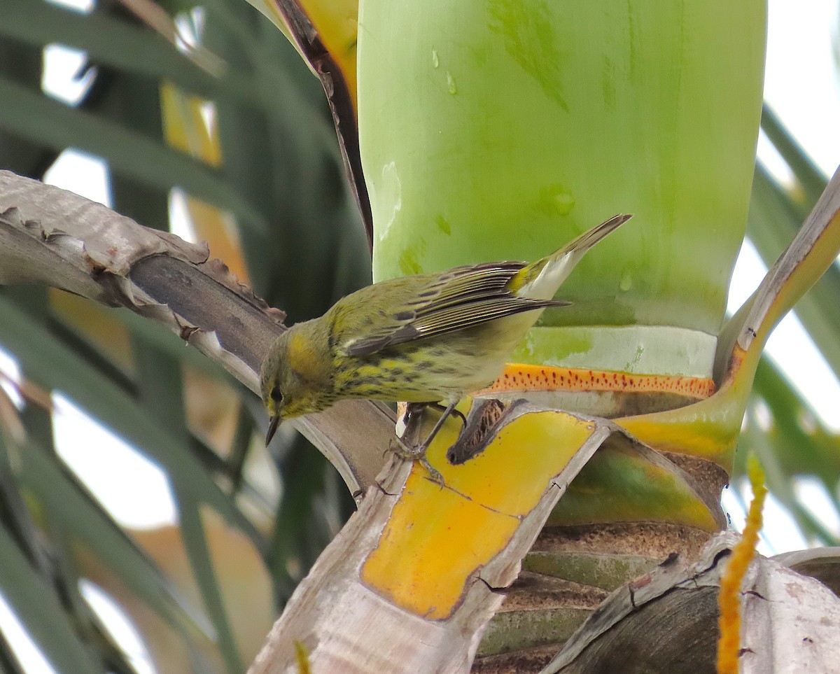 Paruline tigrée - ML644613451