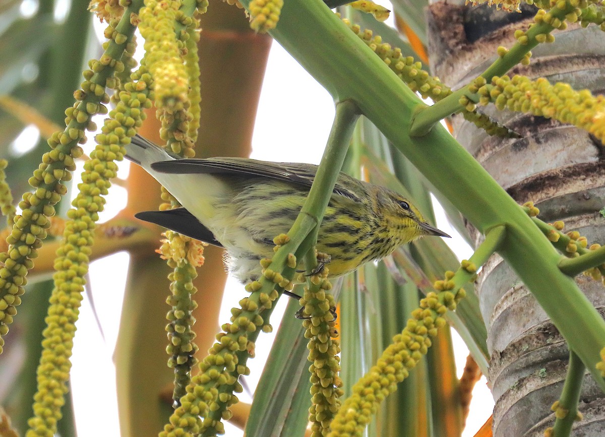Paruline tigrée - ML644613452