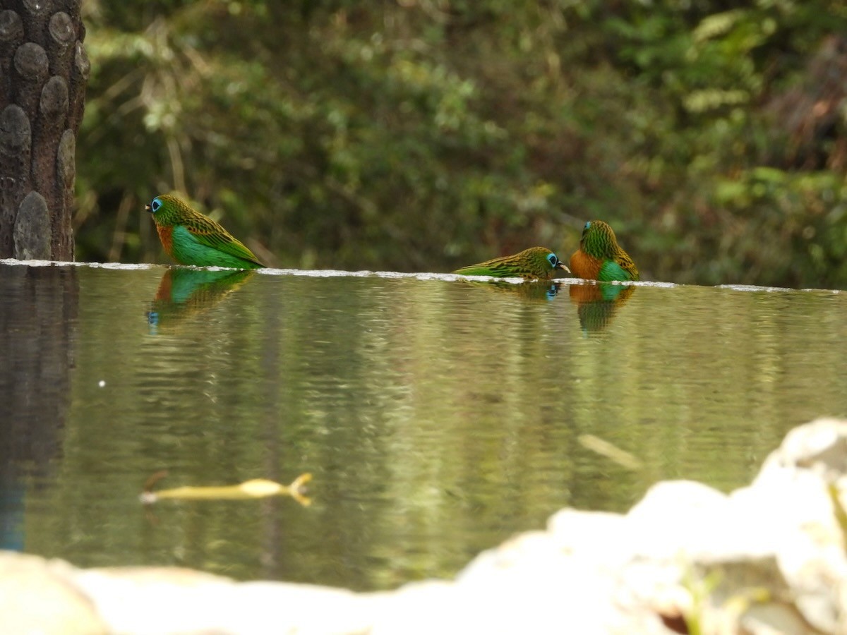 Brassy-breasted Tanager - ML644613463