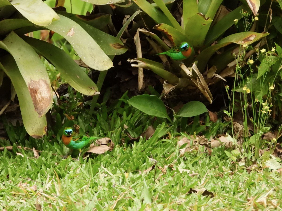 Brassy-breasted Tanager - ML644613464