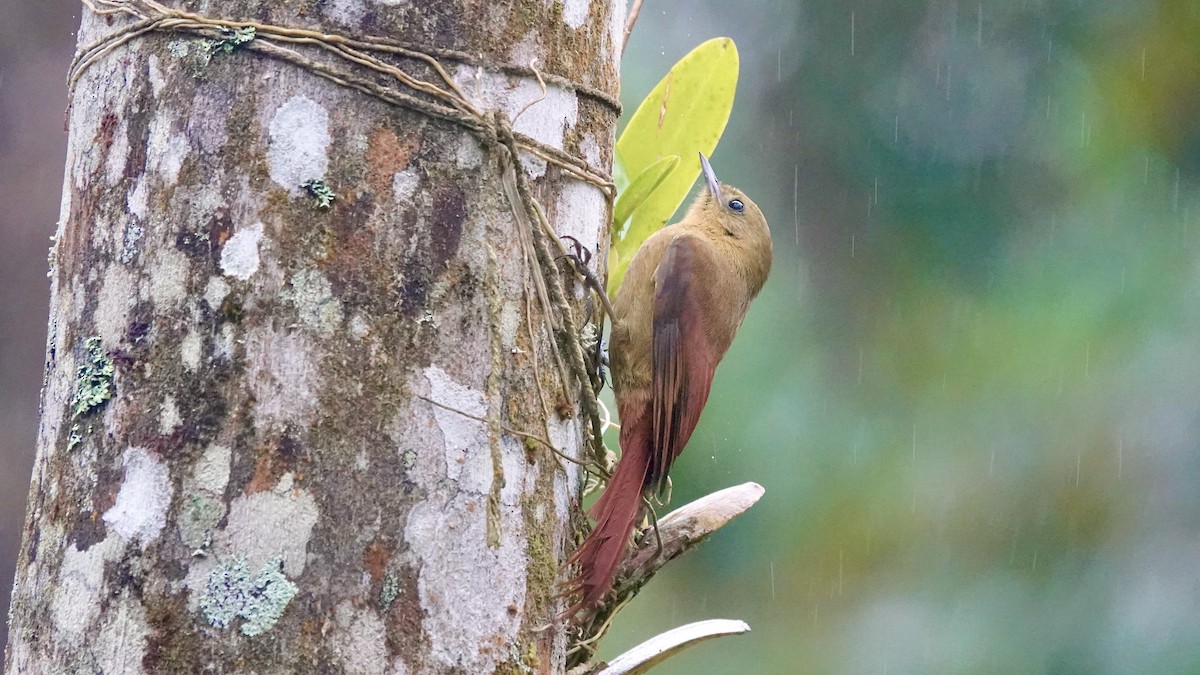 gråhodetreløper - ML644613472