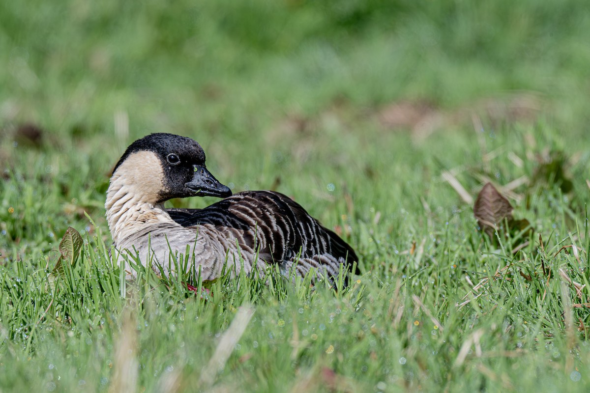 ハワイガン - ML644613474