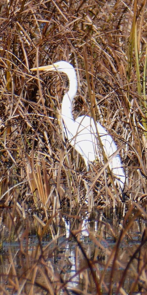 לבנית גדולה - ML644613476