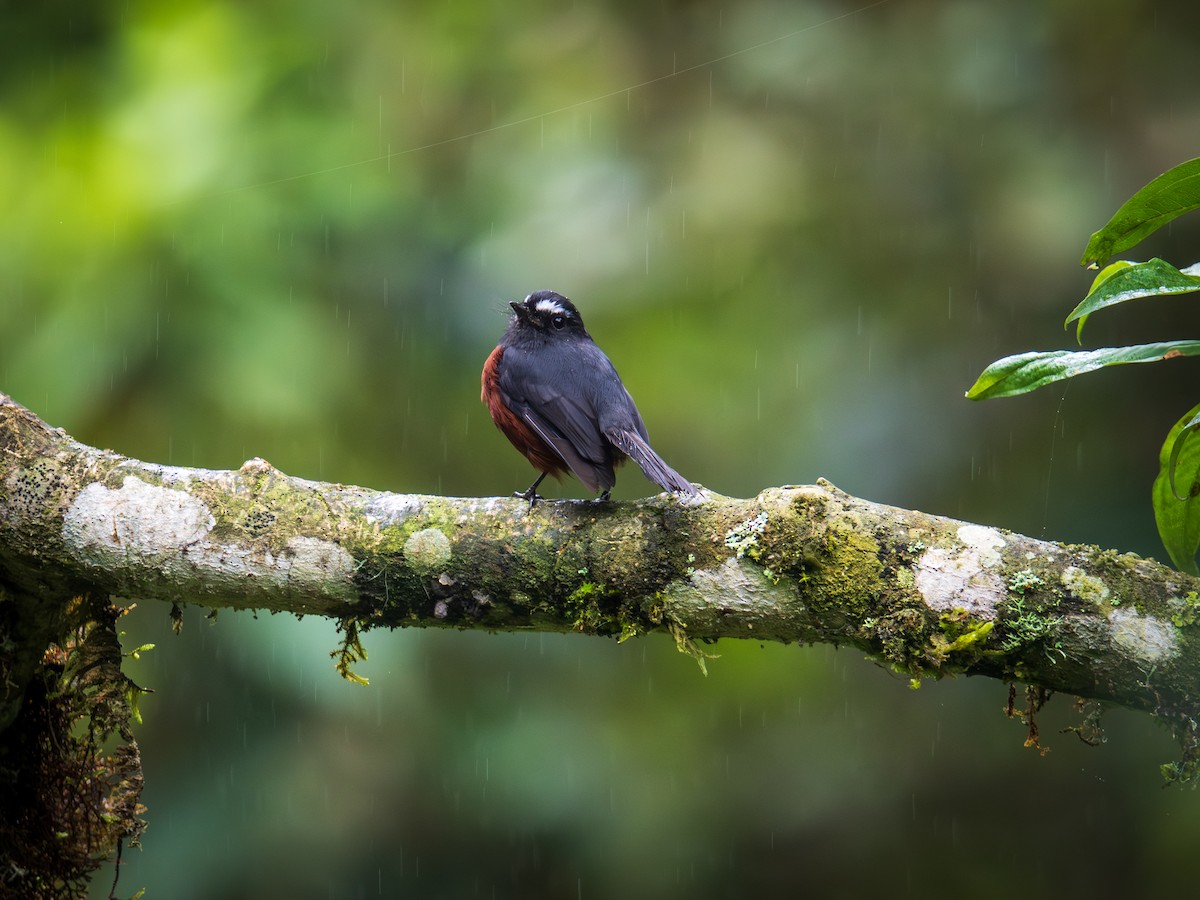 Chestnut-bellied Chat-Tyrant - ML644613483