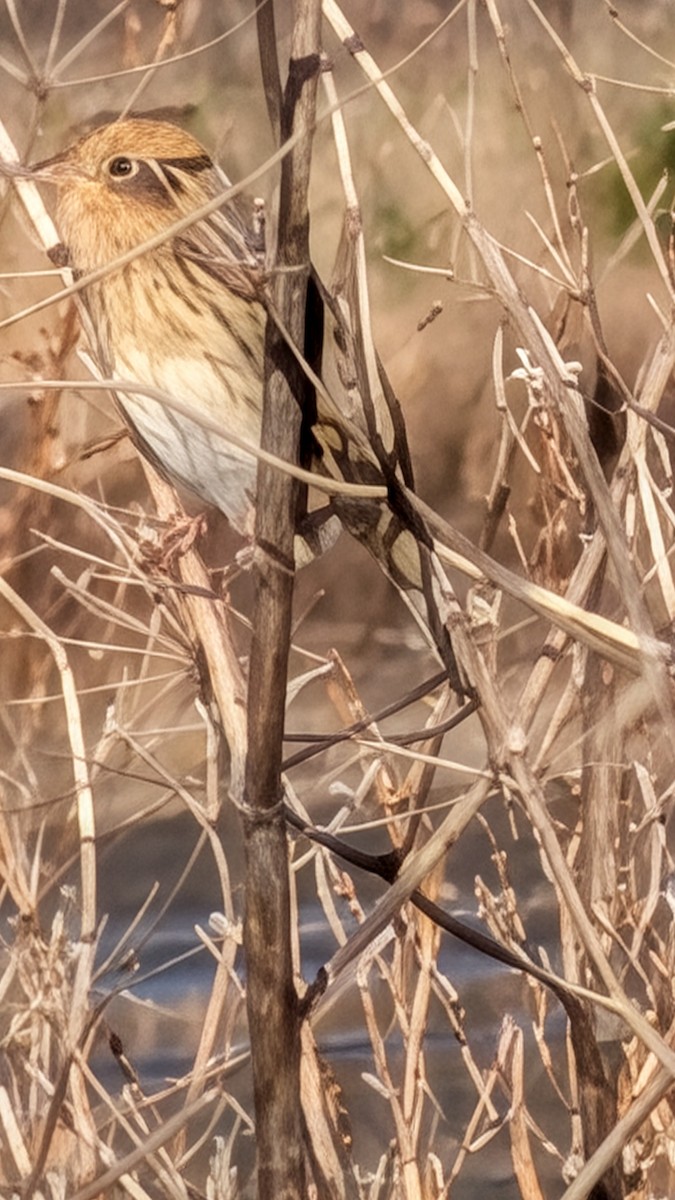 LeConte's Sparrow - ML644613498