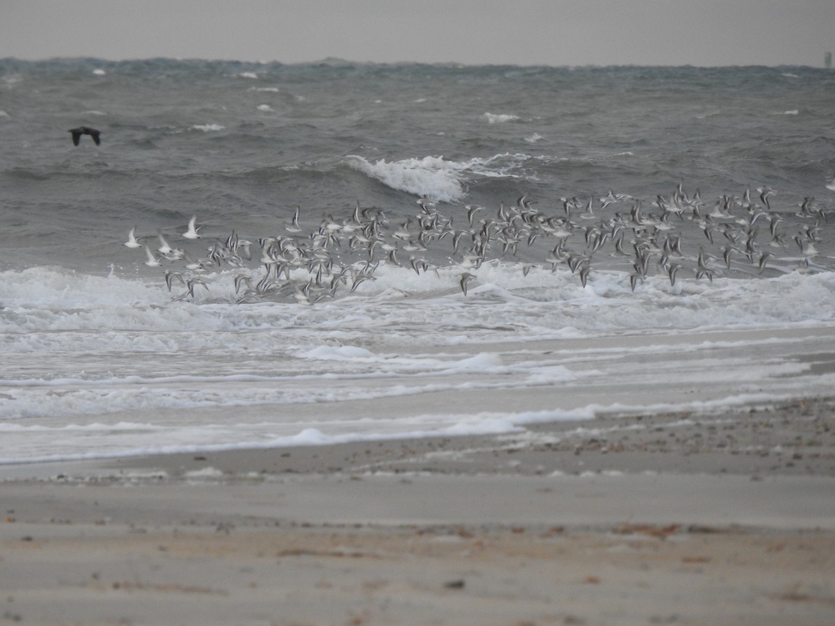 Sanderling - ML644613512