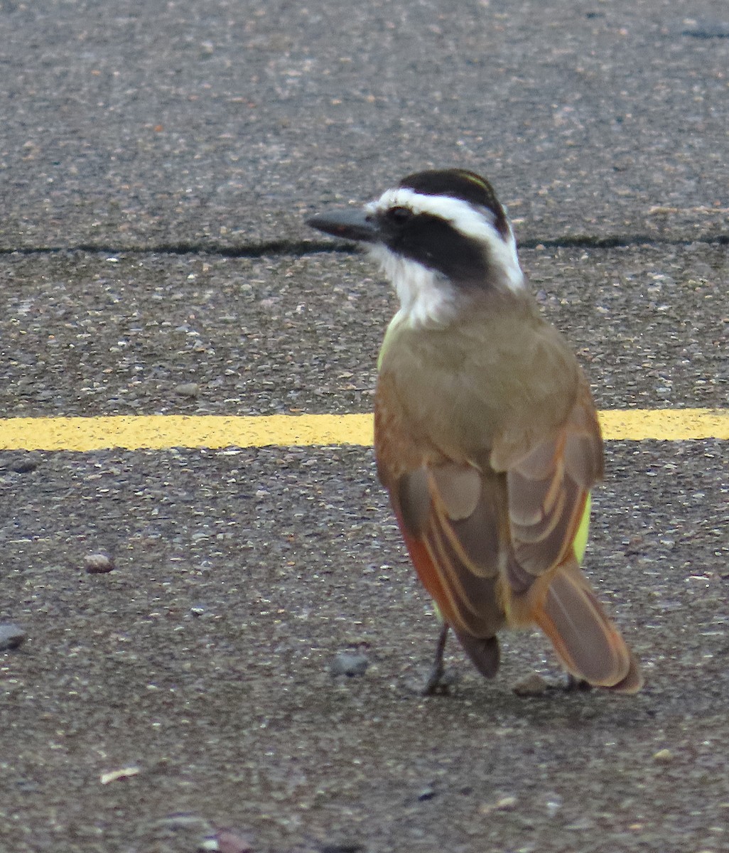 キバラオオタイランチョウ - ML644613516