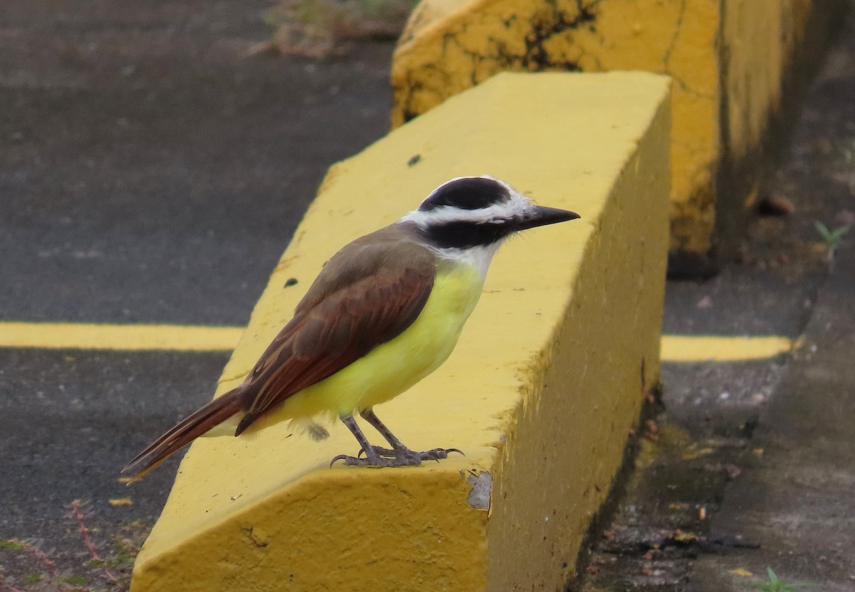 キバラオオタイランチョウ - ML644613517