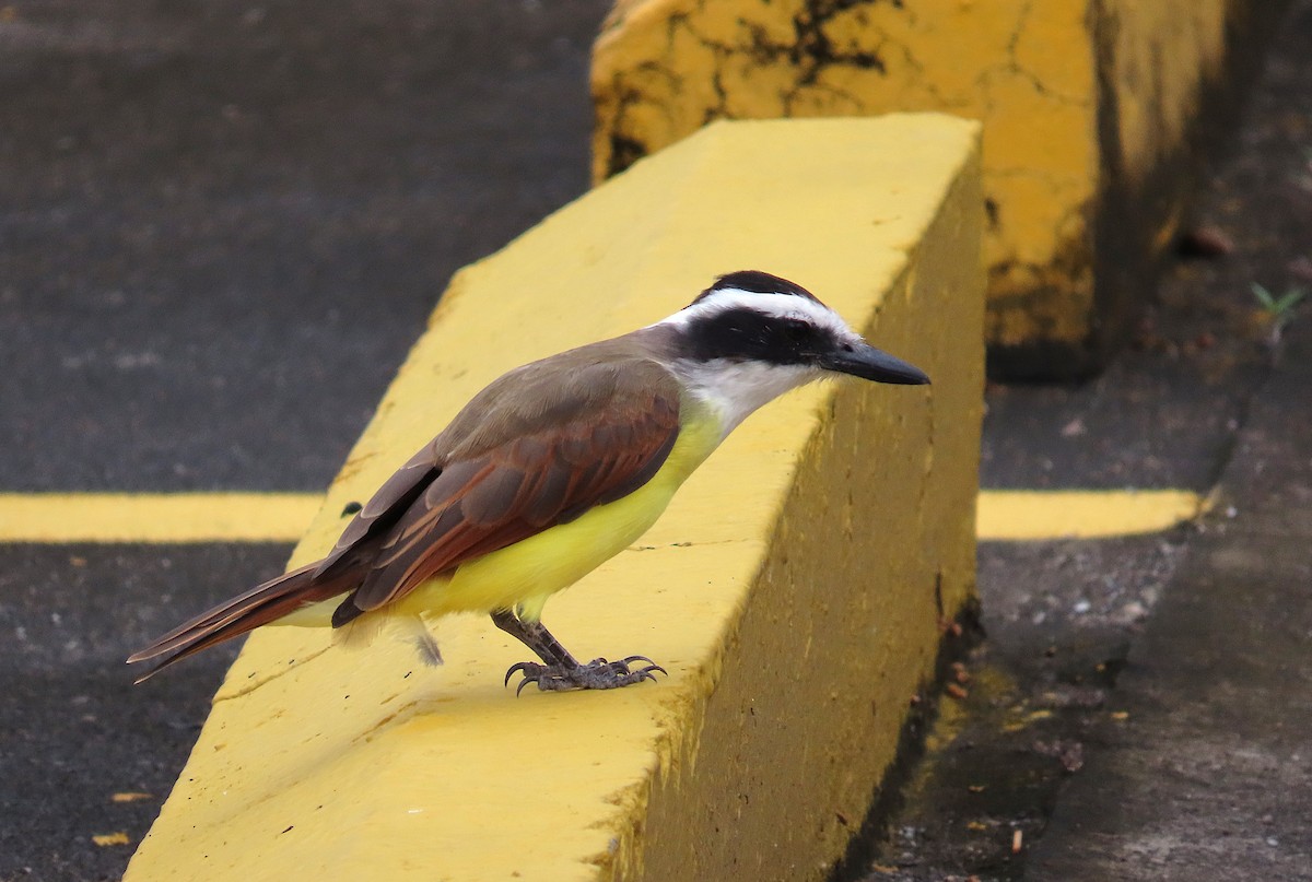 キバラオオタイランチョウ - ML644613518