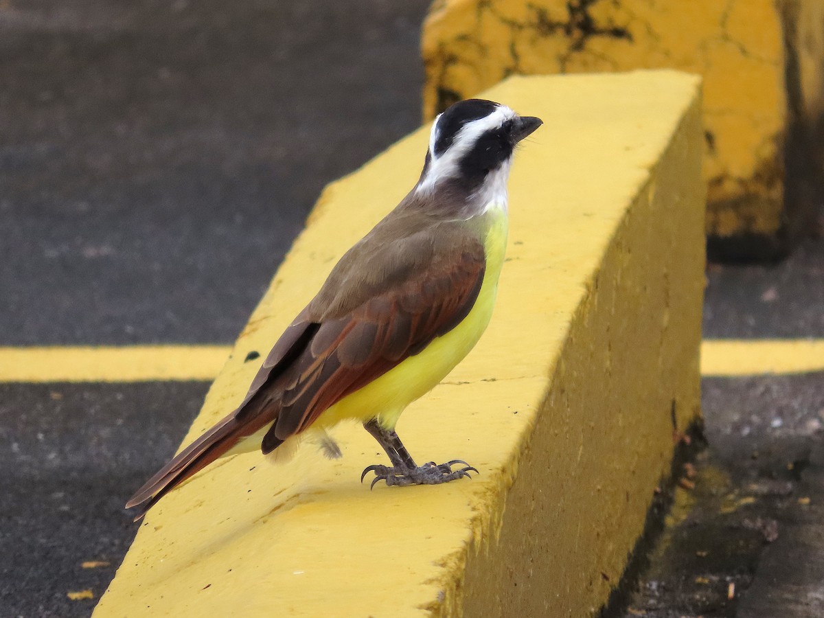 キバラオオタイランチョウ - ML644613519