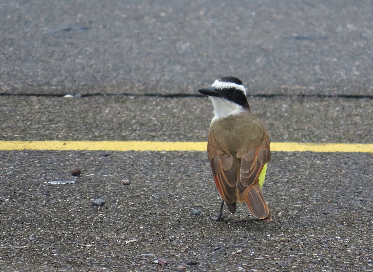 キバラオオタイランチョウ - ML644613520