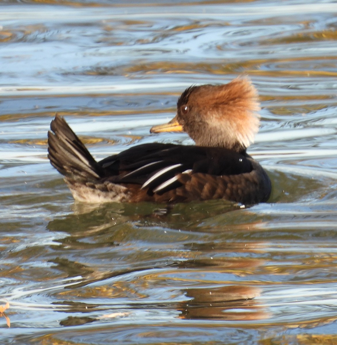 Harle couronné - ML644613524