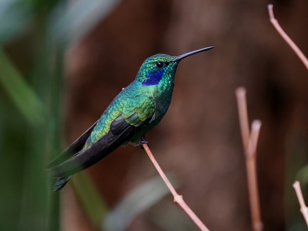 Colibri cyanote - ML644613534