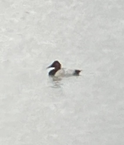 polák dlouhozobý - ML644613536