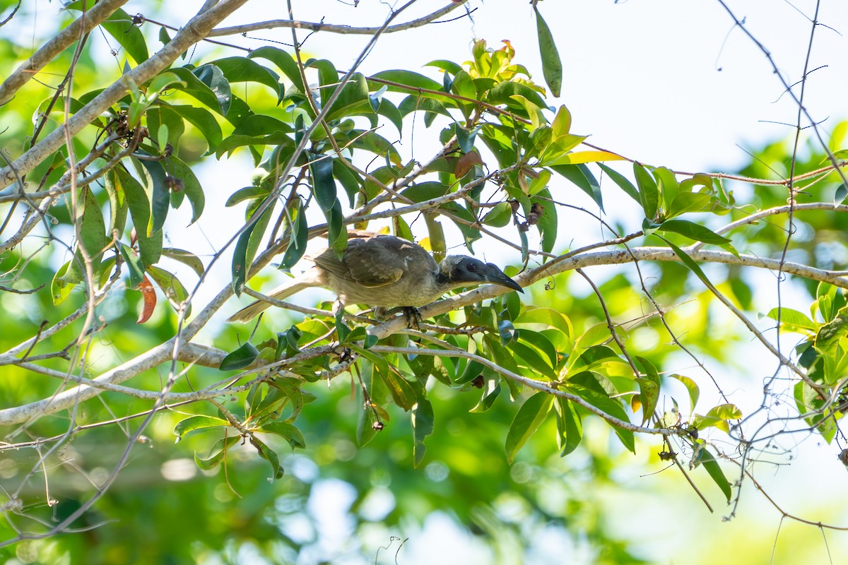 Helmlederkopf - ML644613540