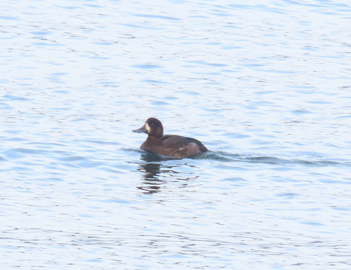 Greater Scaup - ML644613546