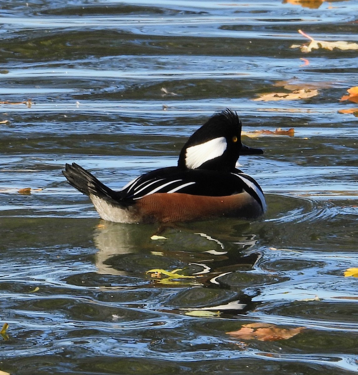 Harle couronné - ML644613555