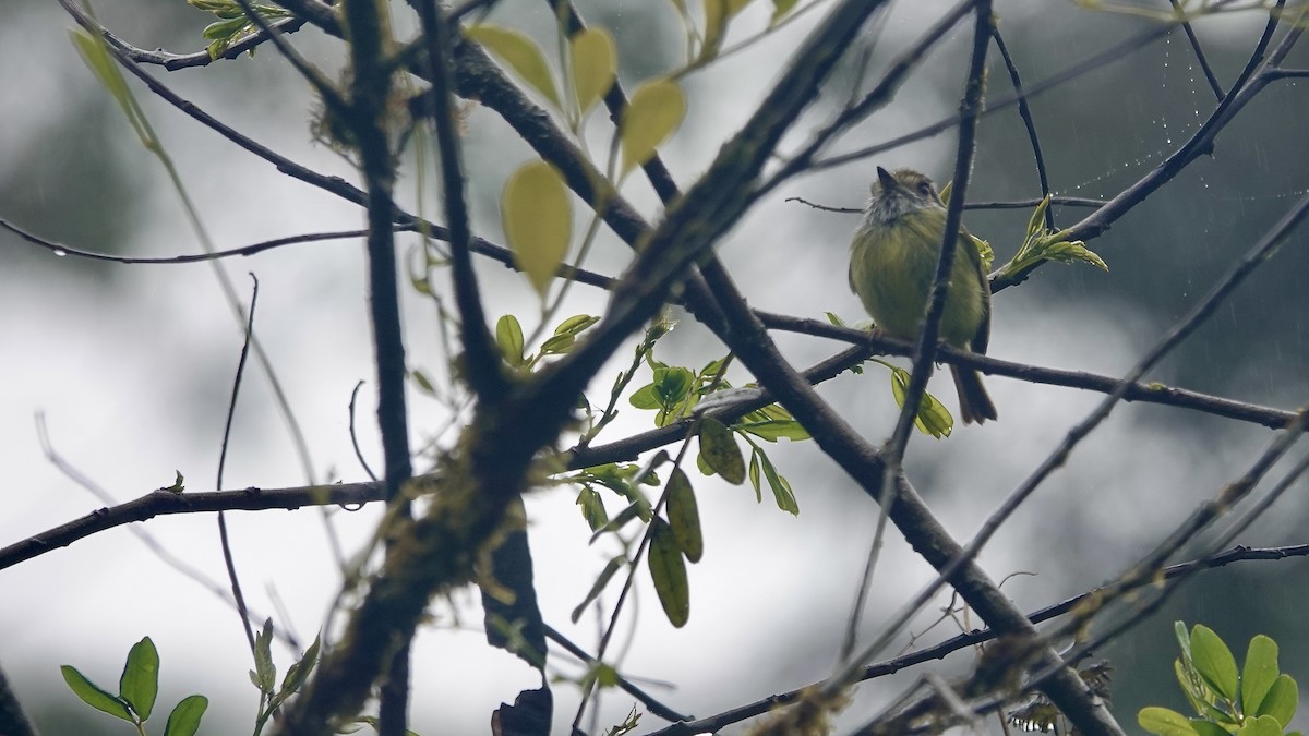 Ohrfleck-Zwergtyrann - ML644613578