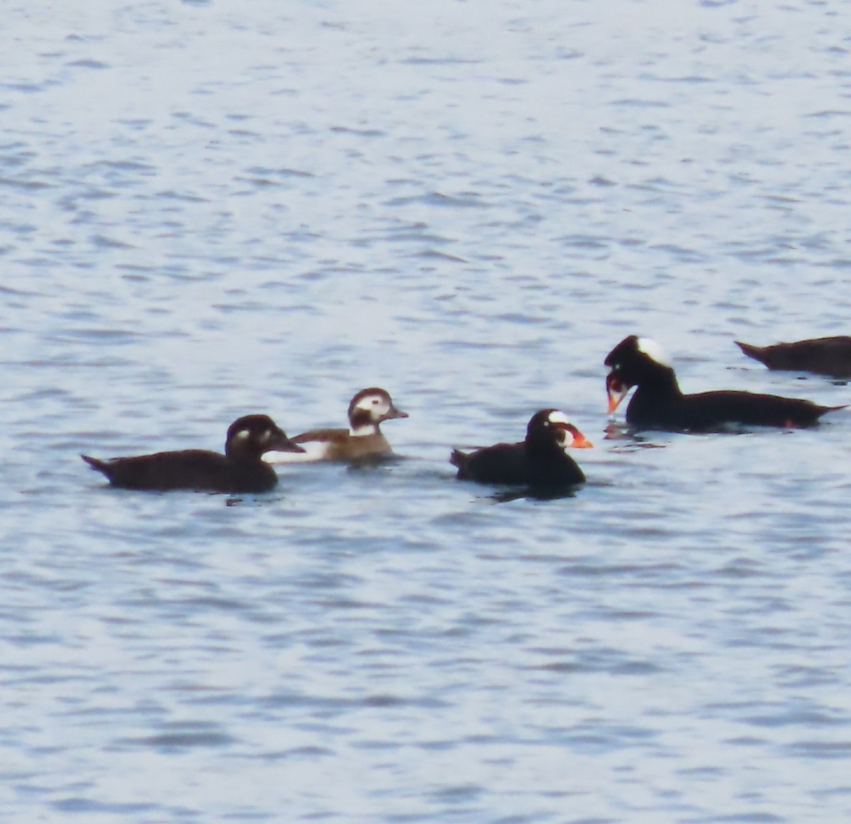 Long-tailed Duck - ML644613579