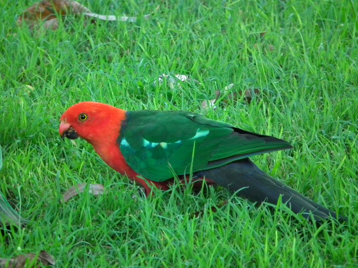 Australian King-Parrot - ML644613604