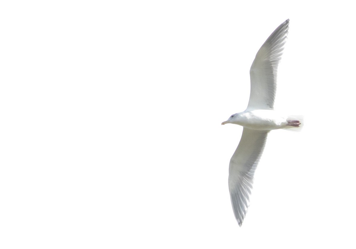 שחף בלתי-מזוהה - ML644613613