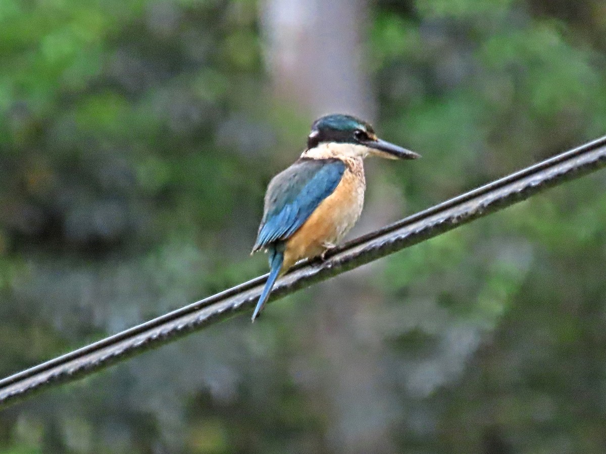 Sacred Kingfisher - ML644613615