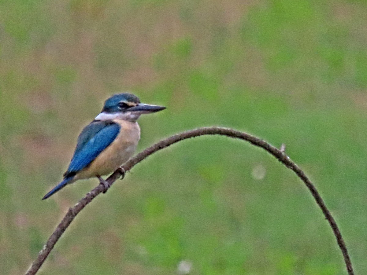 Sacred Kingfisher - ML644613617