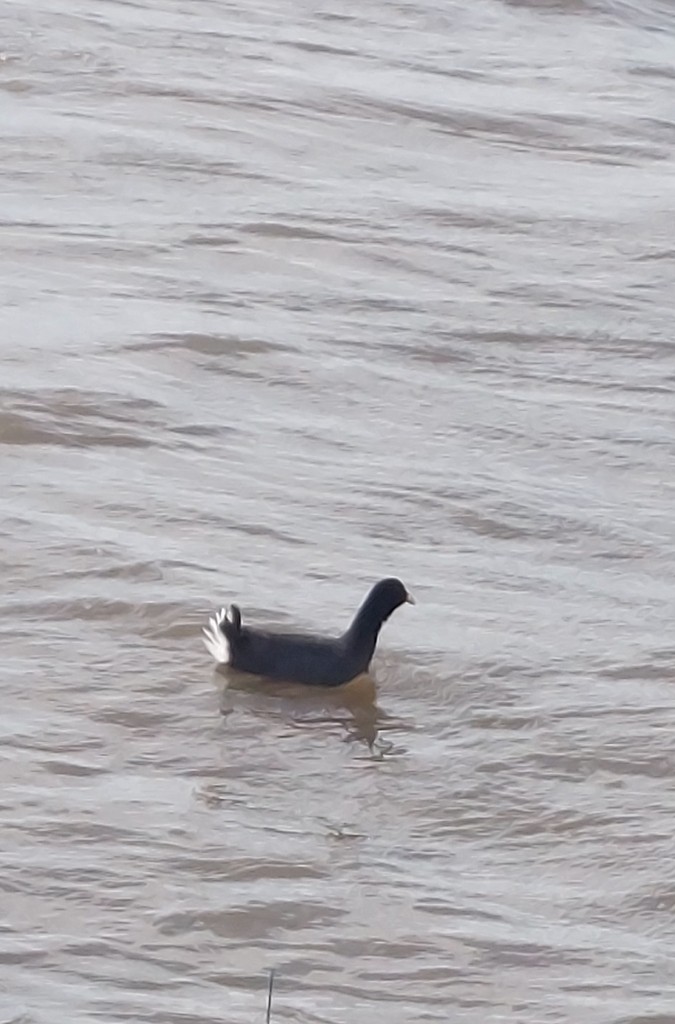 Red-fronted Coot - ML644613632
