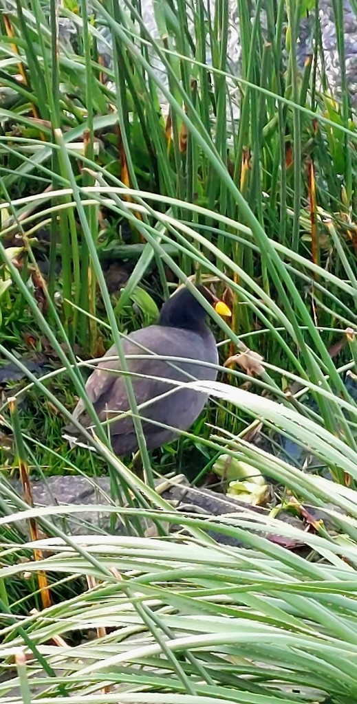 Red-fronted Coot - ML644613633
