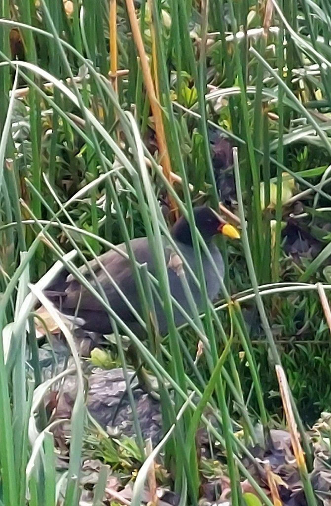Red-fronted Coot - ML644613634