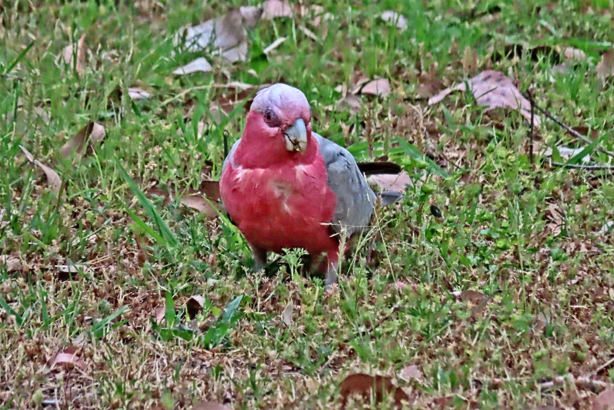 Galah - ML644613639