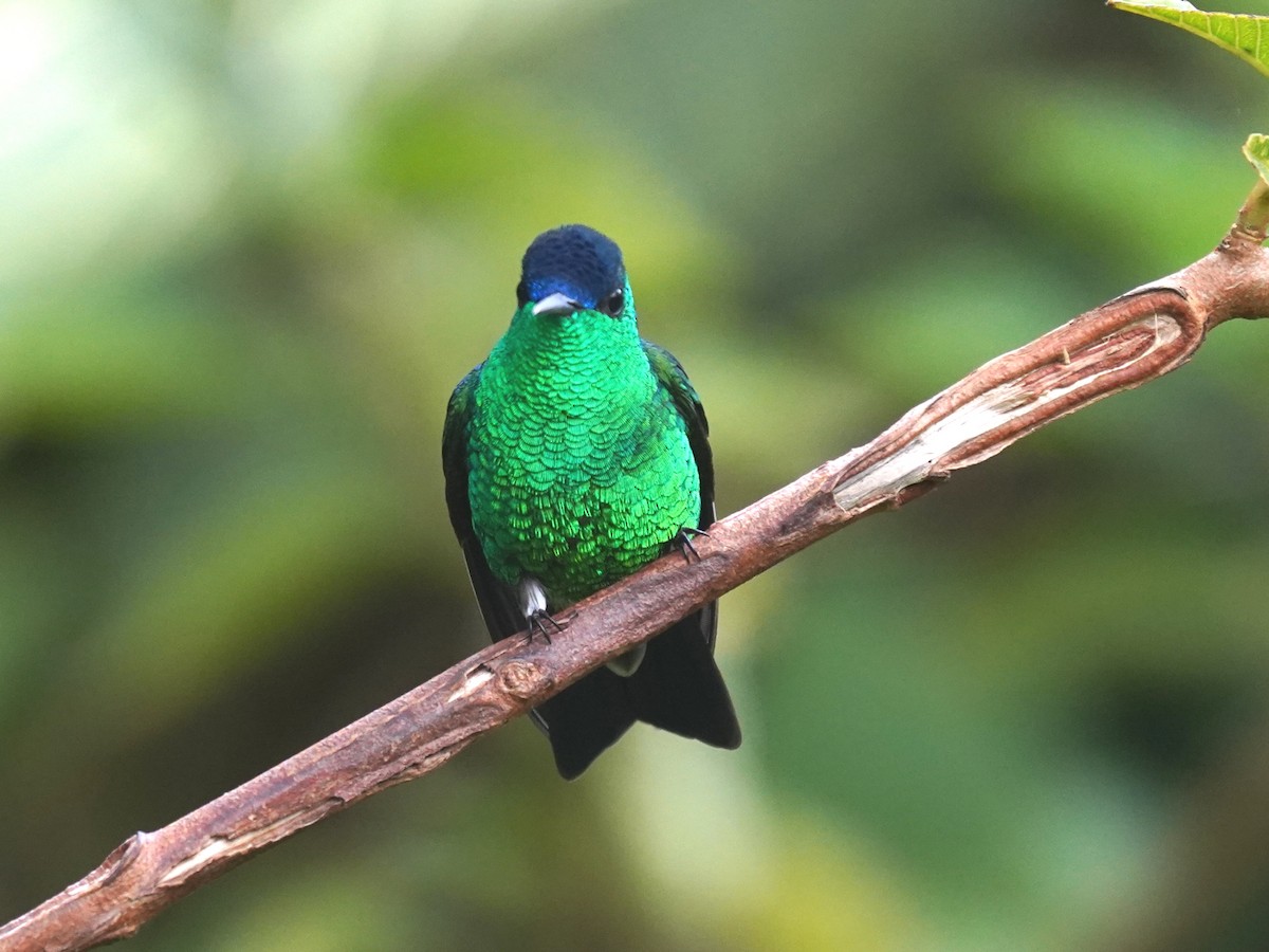 Ariane à front bleu - ML644613668