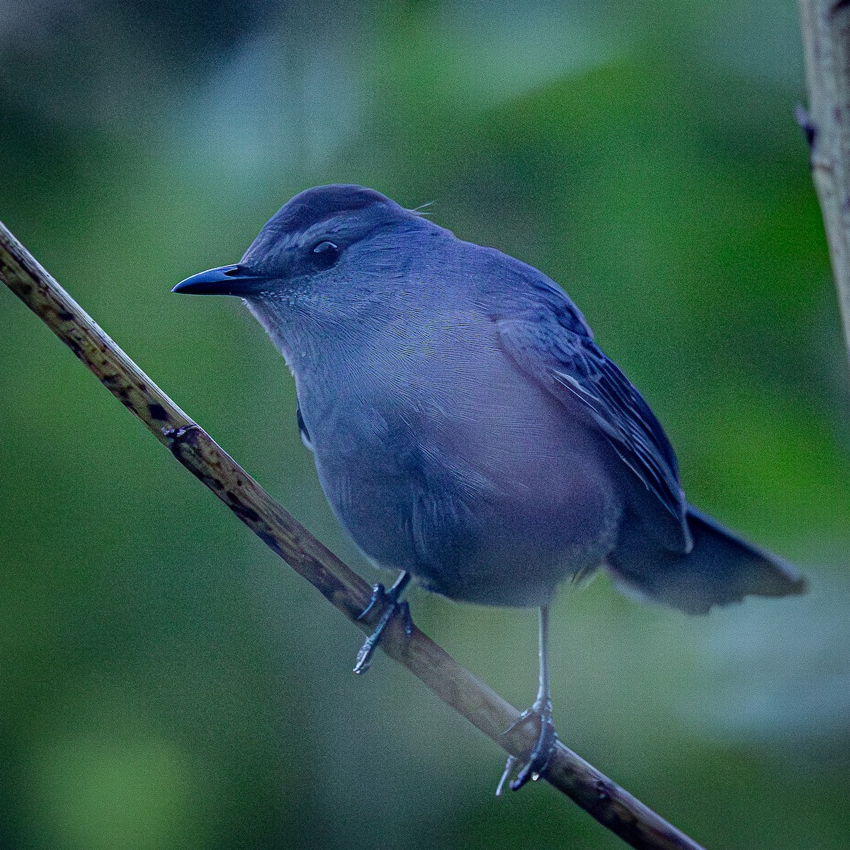 drozdec černohlavý - ML644613672