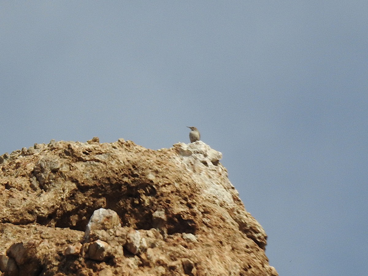 Rock Wren - ML644613684