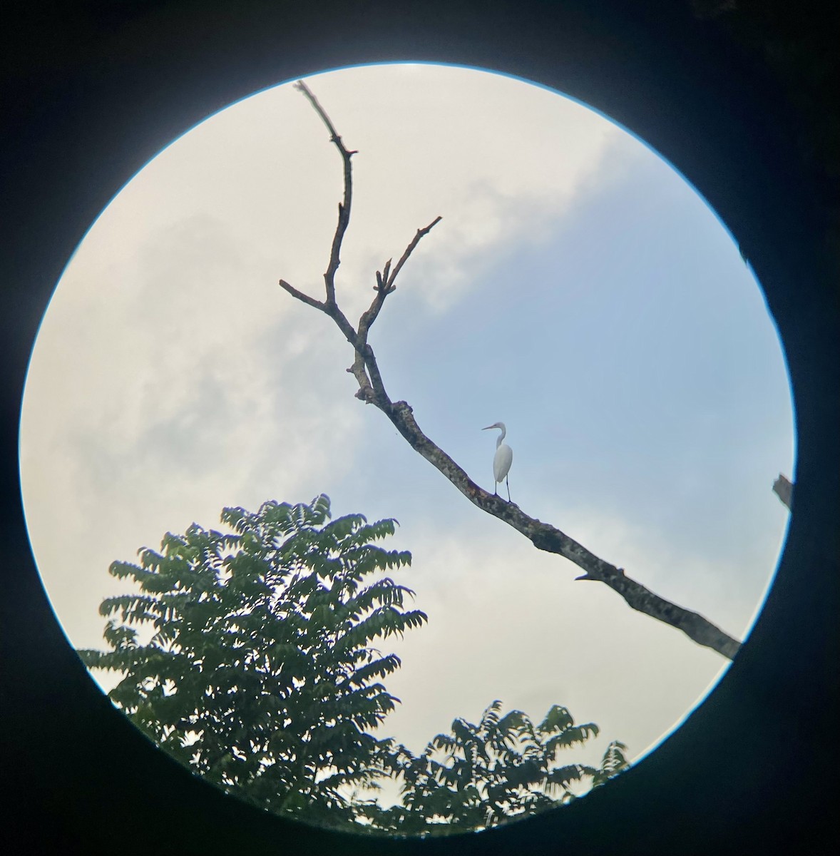 Great Egret - ML644613686