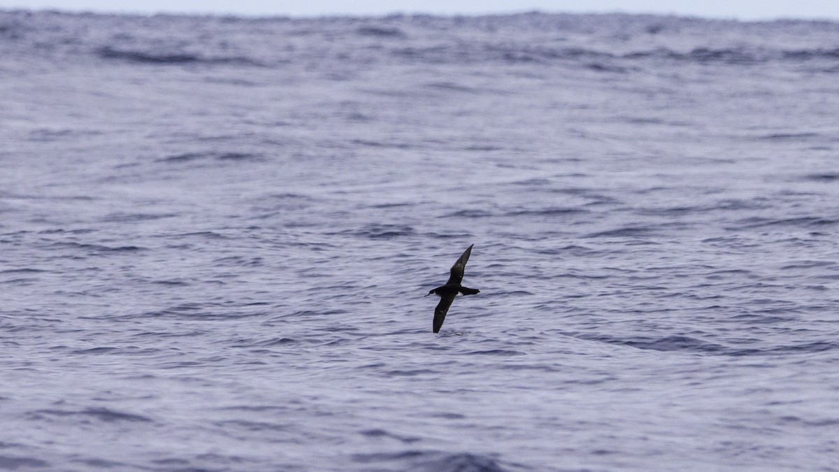 buřňák severní - ML644613691