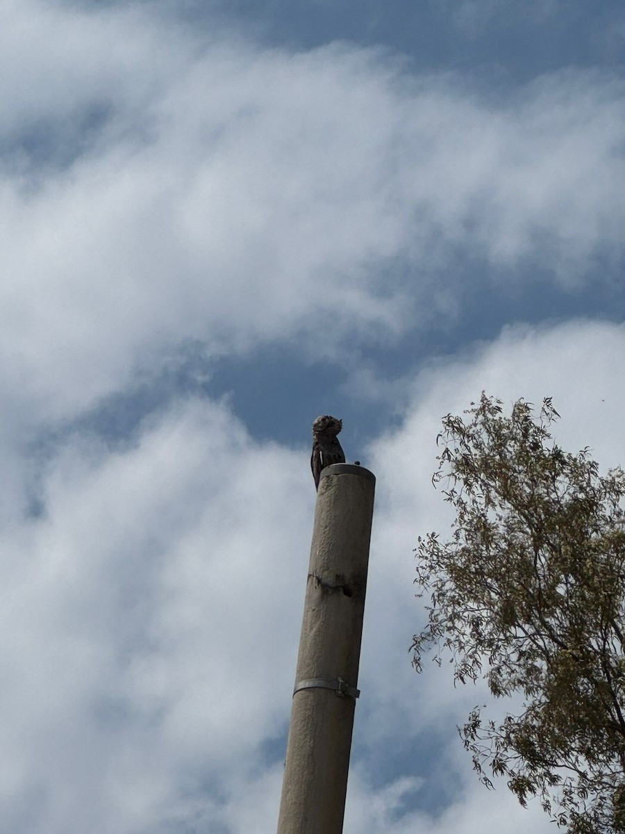 Common Potoo - ML644613707