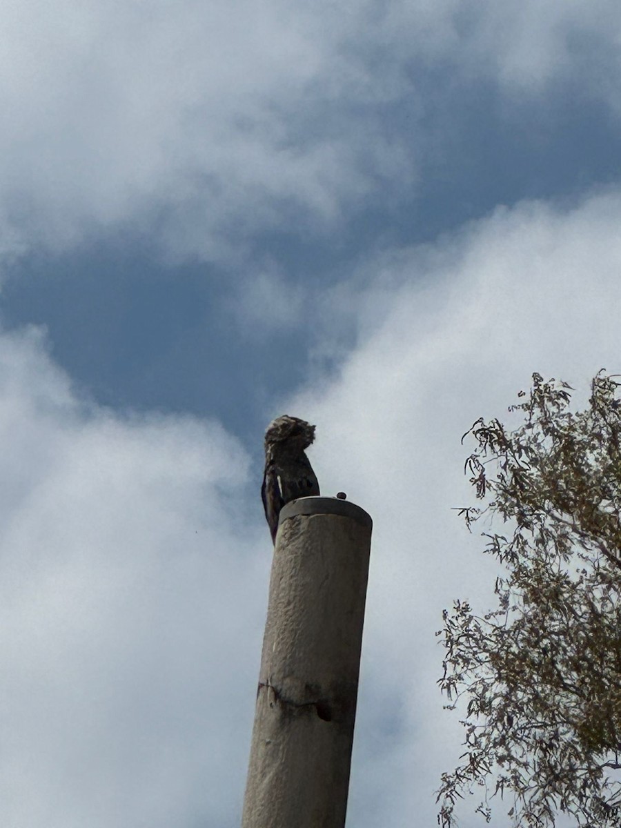 Common Potoo - ML644613708