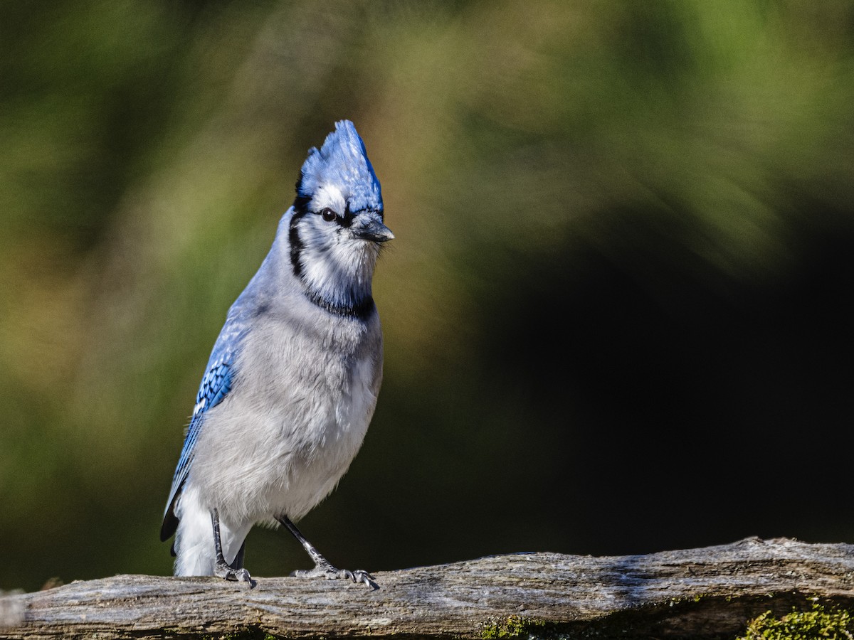 Blue Jay - ML644613712