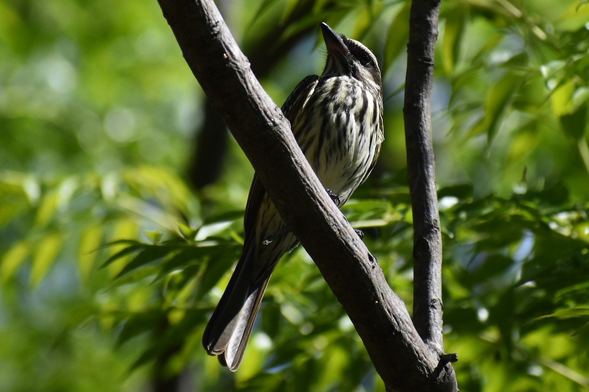Streaked Flycatcher - ML644613716
