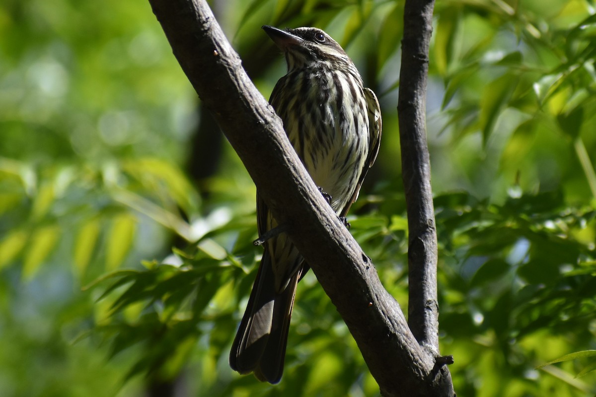 Streaked Flycatcher - ML644613717