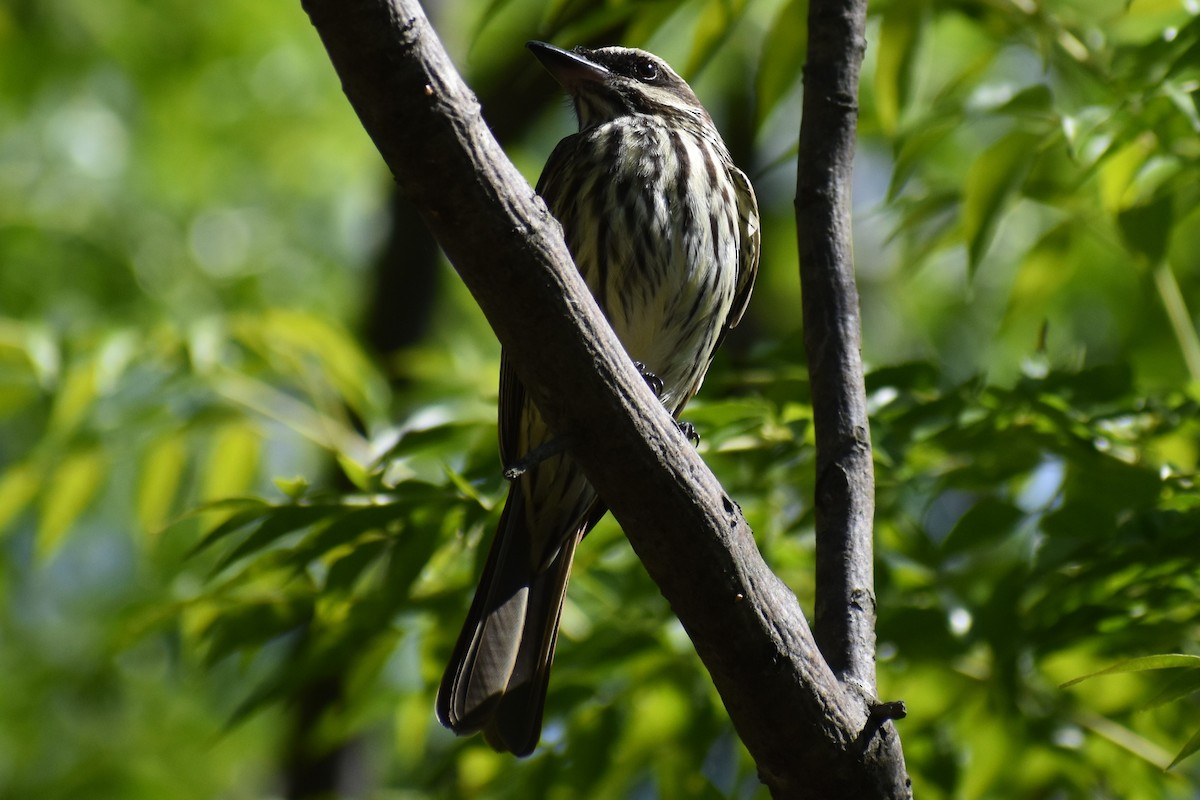 Streaked Flycatcher - ML644613719