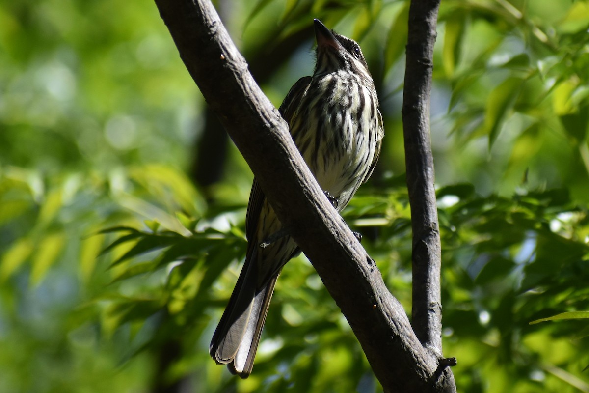 Streaked Flycatcher - ML644613720