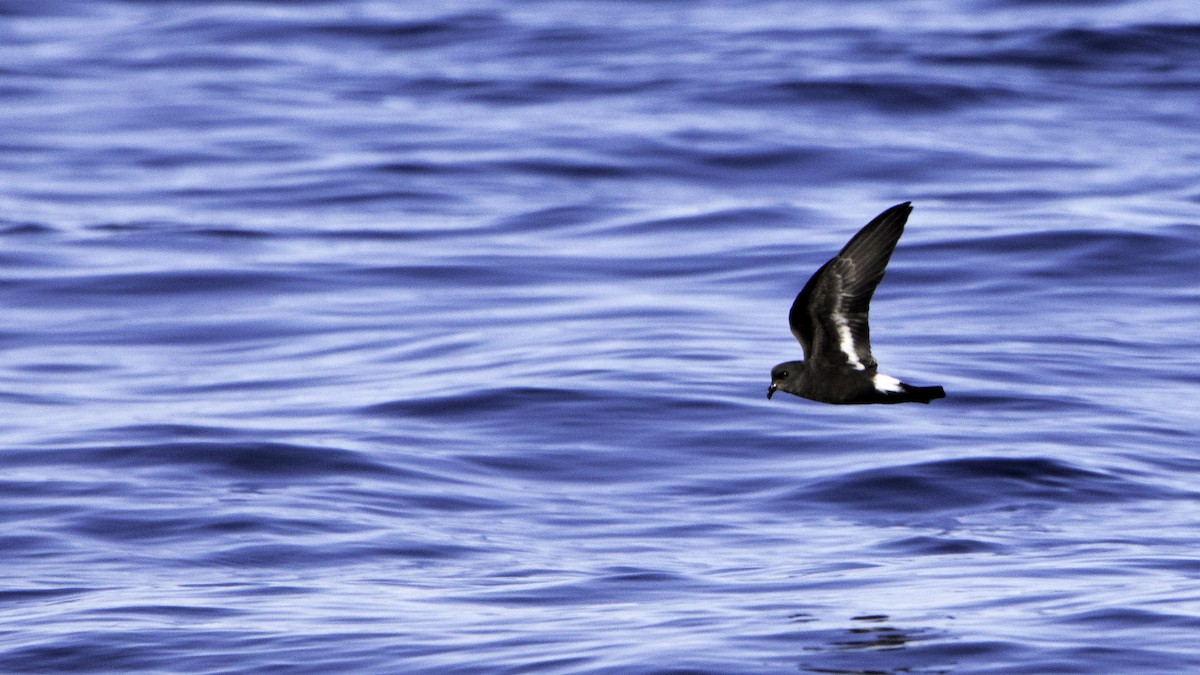 Océanite tempête - ML644613781