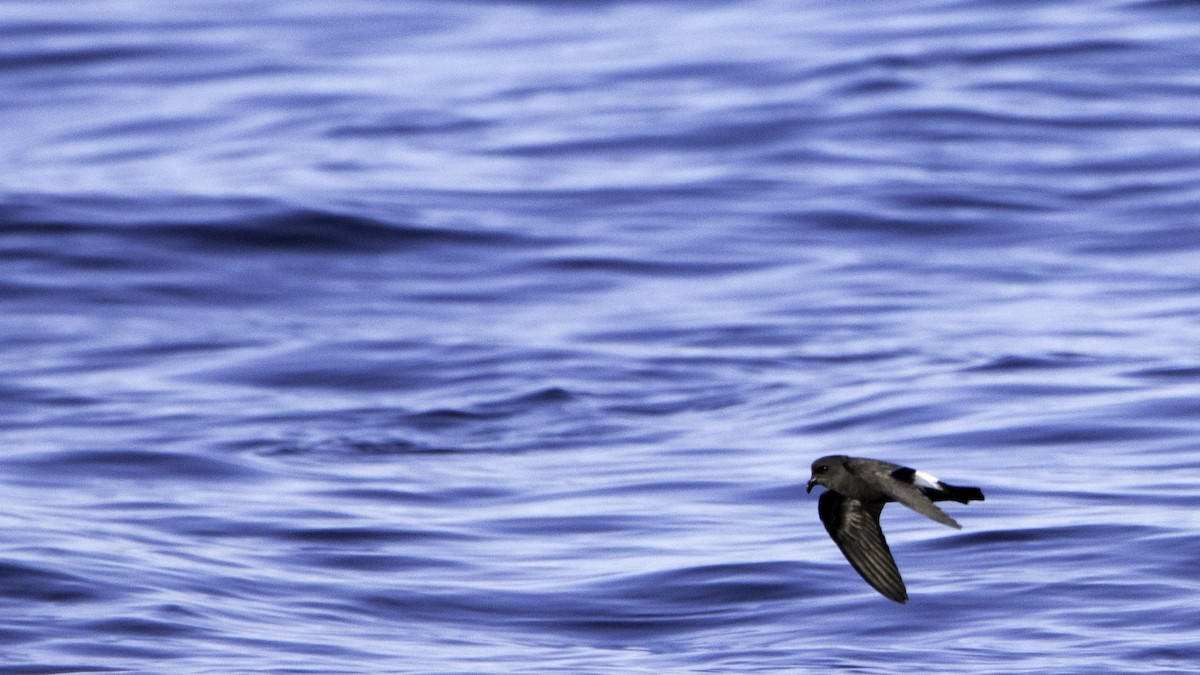 Océanite tempête - ML644613783