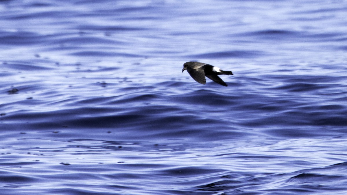 Océanite tempête - ML644613784