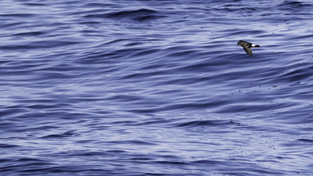 Océanite tempête - ML644613787